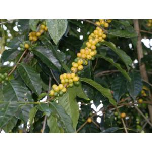 コーヒー 豆 粉 コロンビア サントゥアリオ ...の詳細画像4