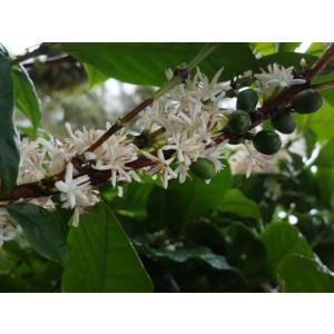コーヒー 豆 粉 コロンビア サントゥアリオ ...の詳細画像2