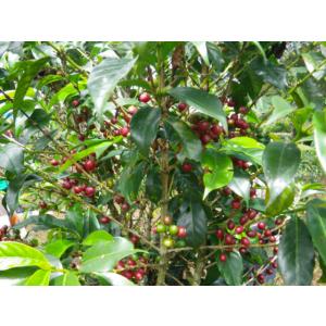 コーヒー 豆 粉 コロンビア サントゥアリオ ...の詳細画像4
