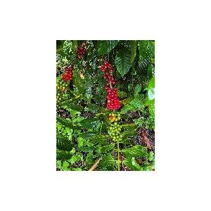 コーヒー 豆 粉 コスタリカ ビスタアルバジェ...の詳細画像4