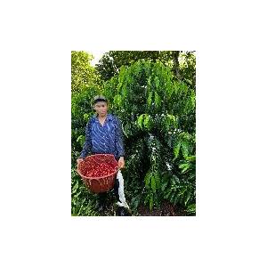 コーヒー 豆 粉 コスタリカ ビスタアルバジェ...の詳細画像5