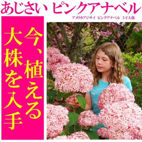 送料無料 アジサイ 紫陽花 鉢花  アメリカアジサイ ピンクアナベル 5寸鉢　【※お届け時期により、...