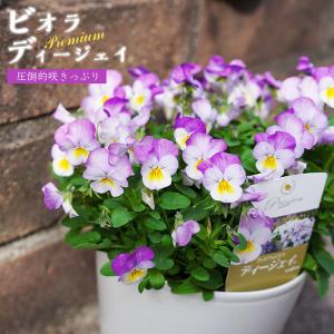 ビオラ ディージェイ ローズピンク 大株 5寸 3鉢セット 圧倒的咲きっぷりの良く咲くビオラ メッセージカード不可 Ame Dj53rp ゲキハナ初心者さんのお花屋さん 通販 Yahoo ショッピング