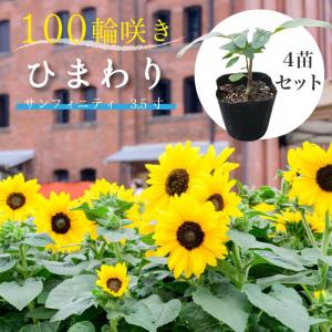 ひまわり サンフィニティ 3寸 4苗セット 10...の商品画像
