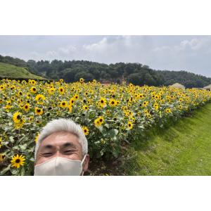 ひまわり サンフィニティ 3寸 4苗セット 1...の詳細画像4