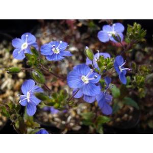 グランドカバー 人気 ガーデニング おしゃれ 花苗