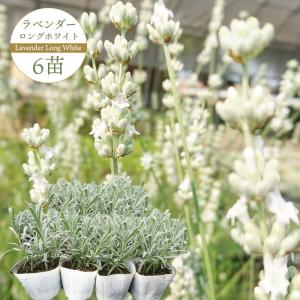 ラベンダー 商品一覧 ゲキハナ初心者さんのお花屋さん 売れ筋通販 Yahoo ショッピング