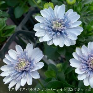オステオスペルマム シルバーナイト 八重咲き 3.5号ポット苗 ゲブラナガトヨ 花苗 シルバーブルー 希少品種 市場直送