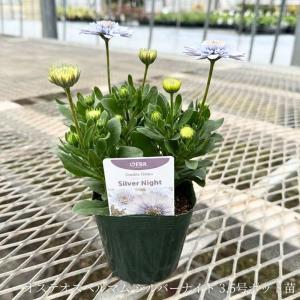 オステオスペルマム シルバーナイト 八重咲き ...の詳細画像2