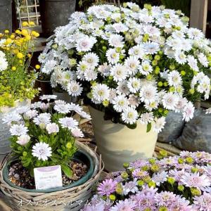 オステオスペルマム シルバーナイト 八重咲き ...の詳細画像3