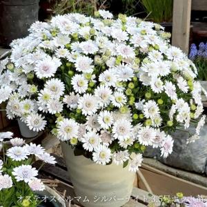 オステオスペルマム シルバーナイト 八重咲き ...の詳細画像4