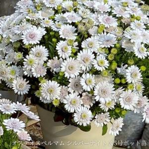 オステオスペルマム シルバーナイト 八重咲き ...の詳細画像5
