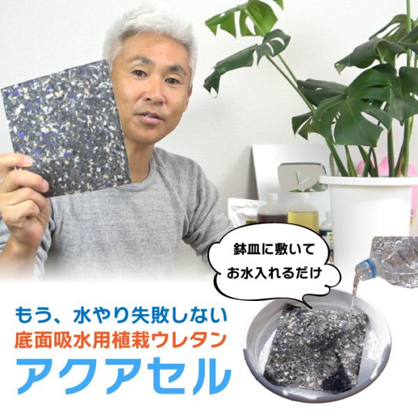 お花・植物の水やりに失敗しない！底面吸水用ウレタン　アクアセル　5-8号用(約15cm×16.5cm...