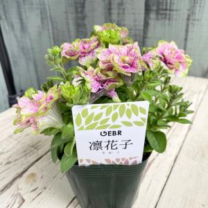 パンジー 苗 ローヴ・ドゥ・アントワネット MIX 4苗セット 八重咲き