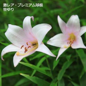 ゲキハナ初心者さんのお花屋さん 秋植え球根 Yahoo ショッピング