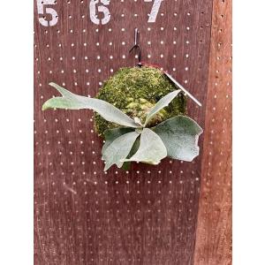 ビカクシダ P.'Nemo'(P.willnckii × P.veitchii Lemoinei) from Mr