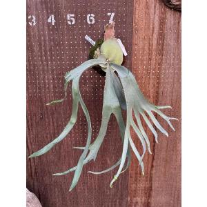 ミムーちゃん専用　ビカクシダ ビカクシダ P.'Moomin'(P.Pewchan 'Compact' x P.Tonkla BS)1 現品販売