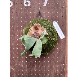 ビカクシダ P.'Moomin'(P.Pewchan 'Compact' x P.Tonkla BS)1 現品販売