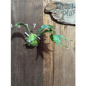 おしゃれ 観葉植物：ビカクシダ コウモリラン ビーチー*8号 吊り