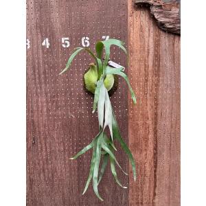 ビカクシダ P.'Moomin'(P.Pewchan 'Compact' x P.Tonkla BS)1 現品販売