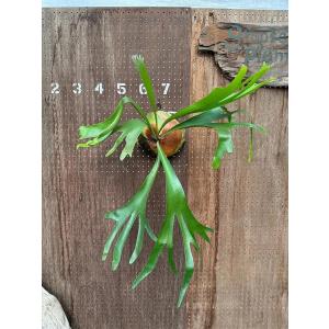 ビカクシダ P.'gqgq'(Pewchan'Snow Queen F305')2 現品販売 産地直送