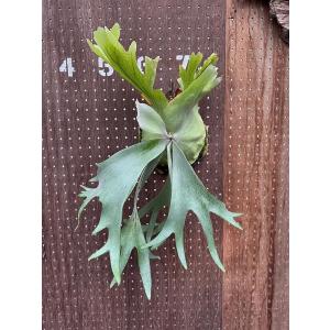 ビカクシダ P.'Hanabi'2 現品販売 産地直送 groote plantage コウモリ