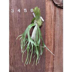 ミムーちゃん専用　ビカクシダ ビカクシダ P.'Moomin'(P.Pewchan 'Compact' x P.Tonkla BS)1 現品販売