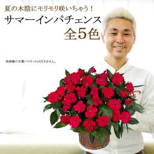 サマーインパチェンス 7号 全5色 送料無料 鉢花 夏の花 日陰 室内もok Ito In ゲキハナ初心者さんのお花屋さん 通販 Yahoo ショッピング