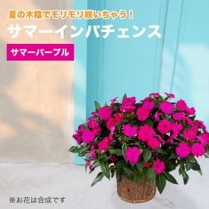 サマーインパチェンス パープル 7号 玄関用の大鉢仕立て 夏 鉢植え 暑さに強い 花 日陰 室内もok 同梱 ラッピング不可 Ito In Purple ゲキハナ初心者さんのお花屋さん 通販 Yahoo ショッピング