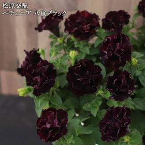 八重 ペチュニア 商品一覧 ゲキハナ初心者さんのお花屋さん 売れ筋通販 Yahoo ショッピング