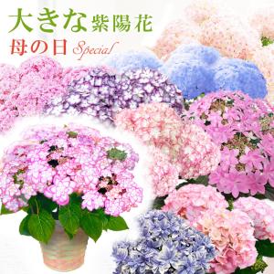 【5月11日出荷（一部地域は遅れてごめんね配送！）】母の日 2024 プレゼント 花鉢 花 鉢植え 70代 60代 50代 プレゼント おすすめ 「大きな」感動の紫陽花