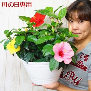 母の日 2021 珍しい ハイビスカス 寄せ植え ボリューム 3色植え（お任せ）9号鉢 60代 70代 母の日プレゼント