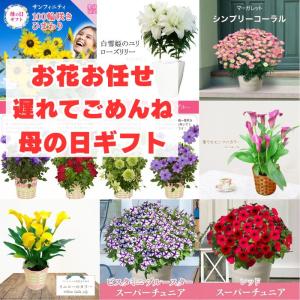 遅れてごめんね　母の日 鉢植え　お花お任せ！でも、かなり豪華！｜ゲキハナ初心者さんのお花屋さん