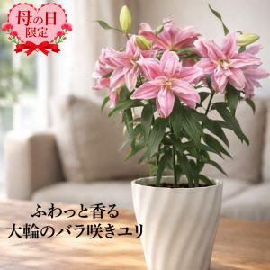 母の日 プレゼント 花鉢 花 鉢植え おすすめ おしゃれ 豪華 バラ咲き大輪ユリ ローズリリー 3本立ち 産地直送 同梱不可 沖縄配送不可