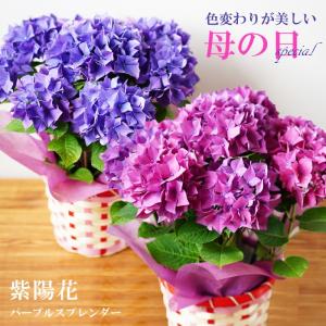 母の日 2021 あじさい 紫陽花 アジサイ ギフト プレゼント 花 鉢植え パープルスプレンダー 色変わり