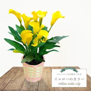 母の日 2024 プレゼント カラー イエロー 珍しい 花鉢 花 鉢植え 70代 60代 50代 母の日 の花 母の日に送る花 配送 母の日のプレゼント 「黄色のカラー 5号鉢」