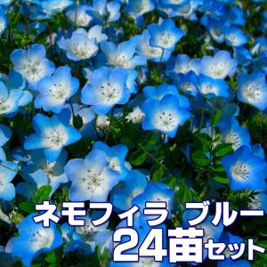 ゲキハナ初心者さんのお花屋さん 春に咲く 宿根草の卸売 Yahoo ショッピング