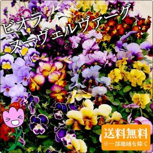 ビオラ ヌーヴェルヴァーグMIX 6苗セット  アンティークな花色の超絶レアな品種