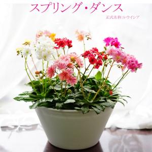 鉢花 寄せ植え スプリング・ダンス レウイシア MIX 送料無料 贈りものにも 自分用にも 毎年咲く