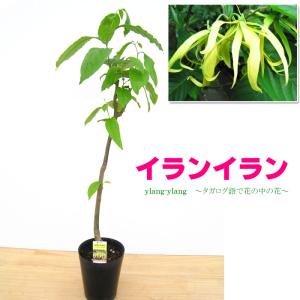 ゲキハナ初心者さんのお花屋さん 夏の花 ベランダにおすすめ Yahoo ショッピング
