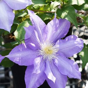 ゲキハナ初心者さんのお花屋さん クレマチス特集 夏の花 花壇におすすめ Yahoo ショッピング