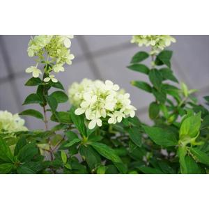 ノリウツギ 鉢花 の商品一覧 生花 花 ガーデニング 通販 Yahoo ショッピング