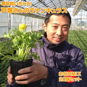 ラナンキュラス　大輪ＭＩＸ　3.5寸　20苗セット　花苗 苗 セット 福袋 季節の花苗｜gekihana