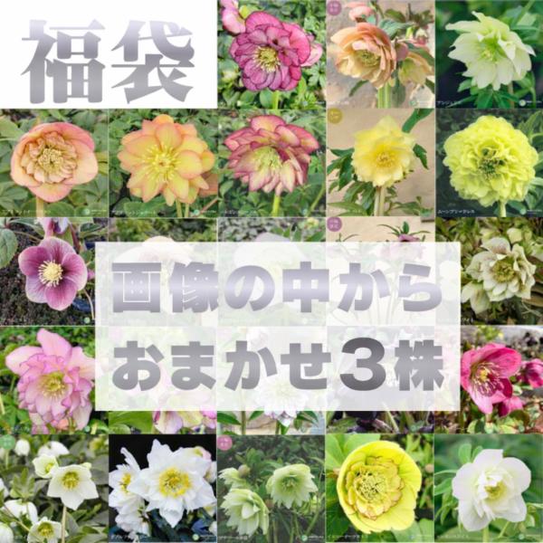 クリスマスローズ 大株 5号ポット（花なし〜蕾つき）産地直送！ 期開花予定株 花の大和コラボ 福袋 ...