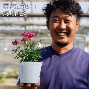 送料無料 香るネメシア 彩りMIX 3.5寸 12苗セット 花の苗 花壇 寄せ植え 販売 通販｜gekihana