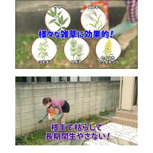 フマキラー カダン 除草王 オールキラー粒剤 3kgの詳細画像5