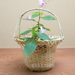 茶道具 竹籠花入 竹篭花入 置用 有馬籠 茶道 : 茶道具いまや静香園