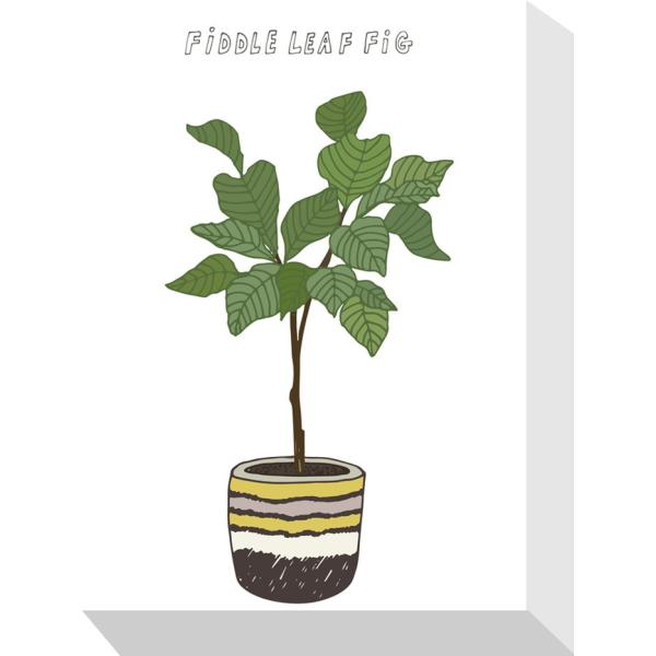 ホームプランツ フィドルリーフ・フィグ Home Plants FIDDLE LEAF FIG 15...
