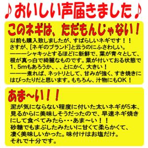 【冬ギフト】深谷ねぎ 10Kg 【送料込み 贈...の詳細画像3