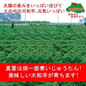 ヤマトイモ 7.2Kg B品 訳あり【送料無料...の詳細画像5